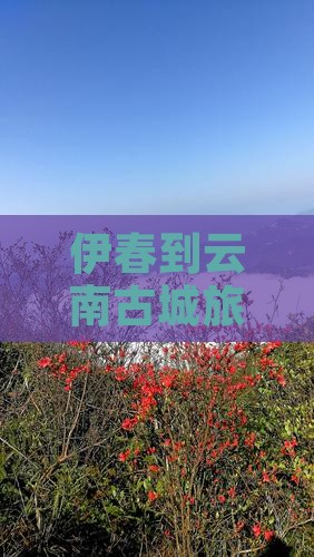 伊春到云南古城旅行社