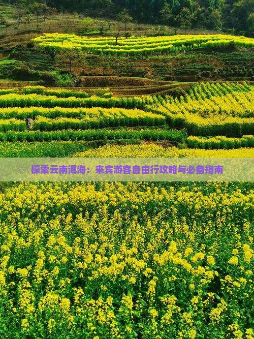 探索云南洱海：来宾游客自由行攻略与必备指南
