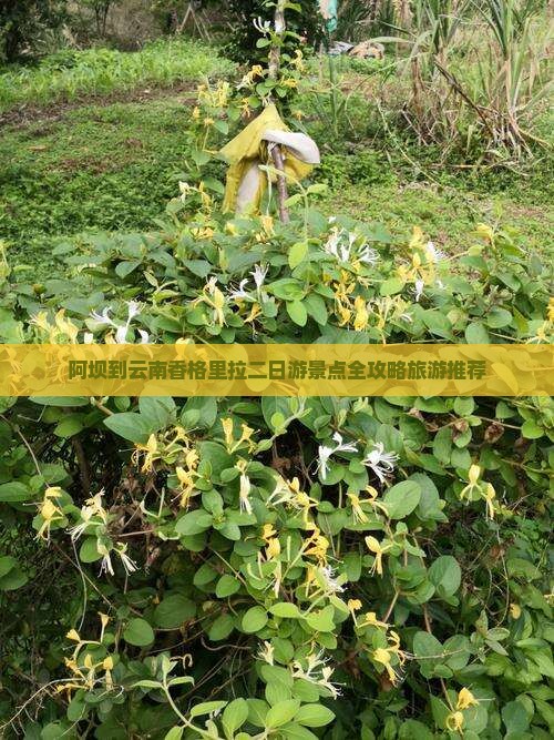阿坝到云南香格里拉二日游景点全攻略旅游推荐