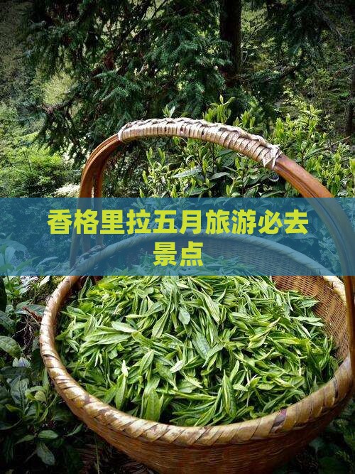 五月到云南香格里拉必去地