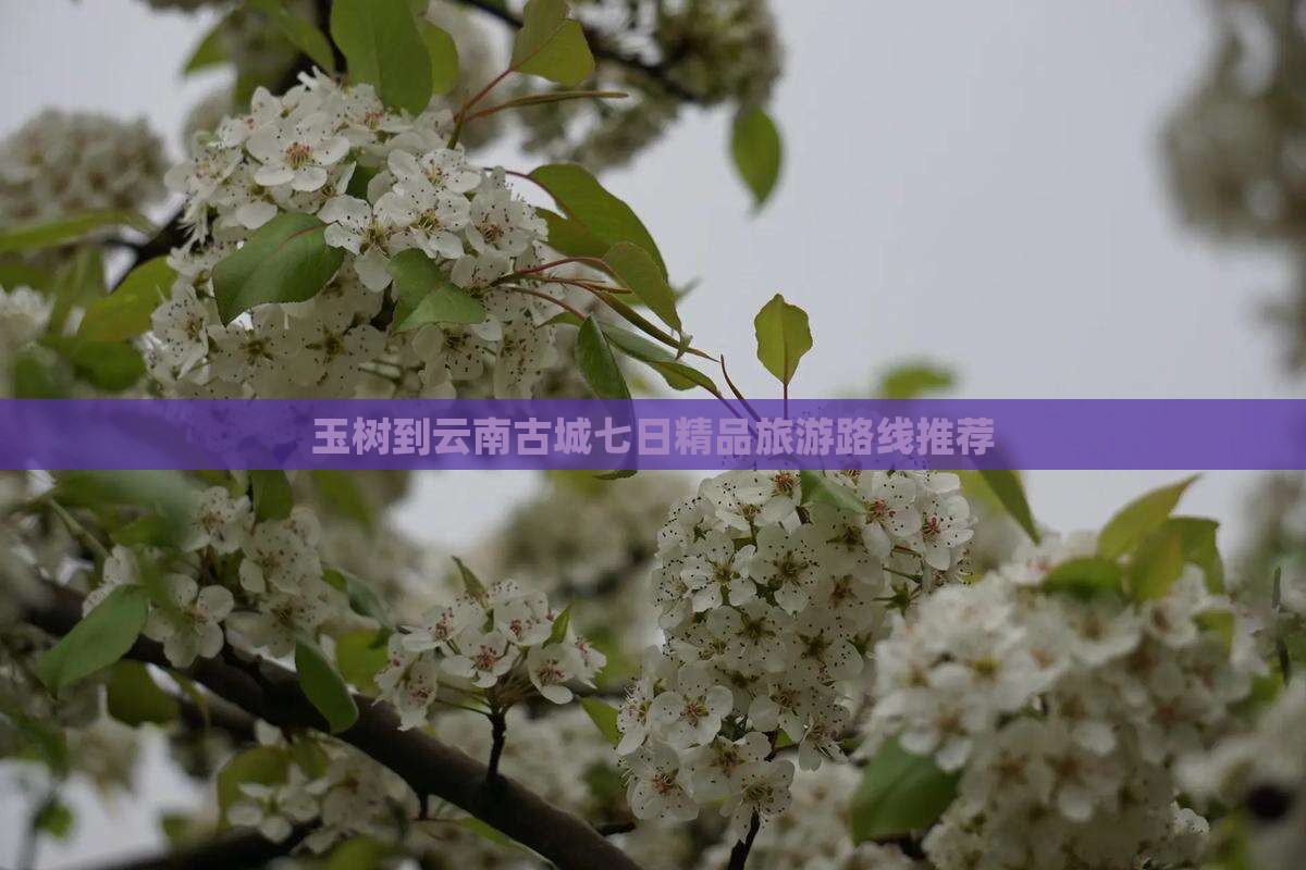 玉树到云南古城七日精品旅游路线推荐
