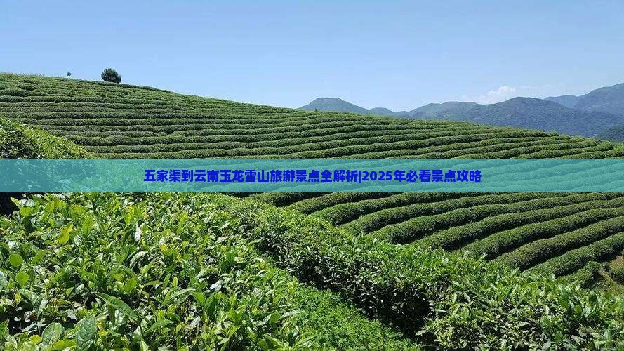 五家渠到云南玉龙雪山旅行社