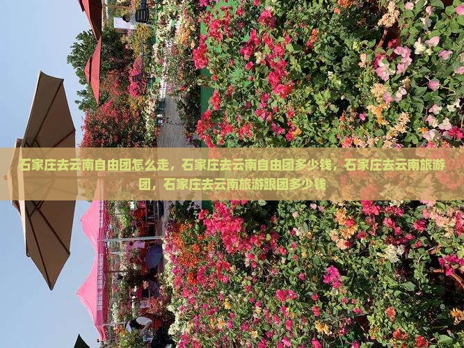 石家庄去云南自由团