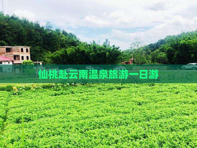 仙桃去云南温泉一日