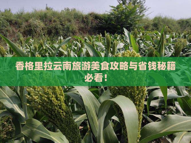 晋中去云南香格里拉旅游小吃