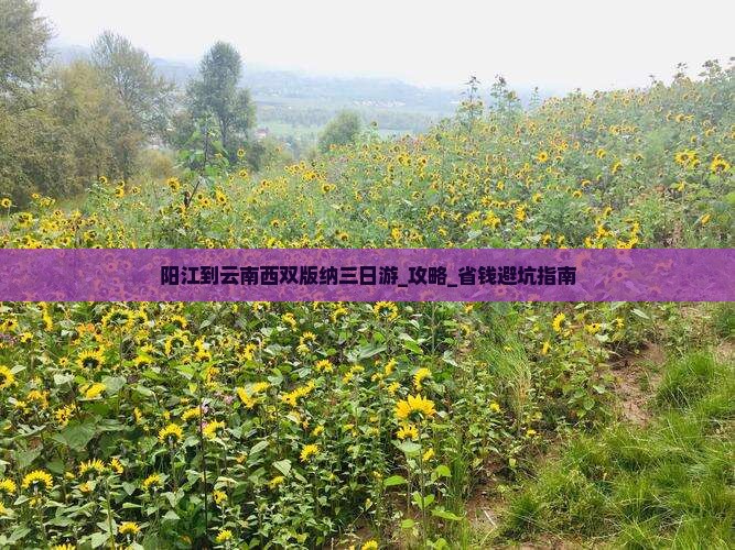 阳江到云南西双版纳三日游