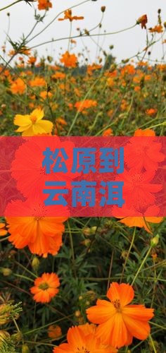 松原到云南洱海四日游