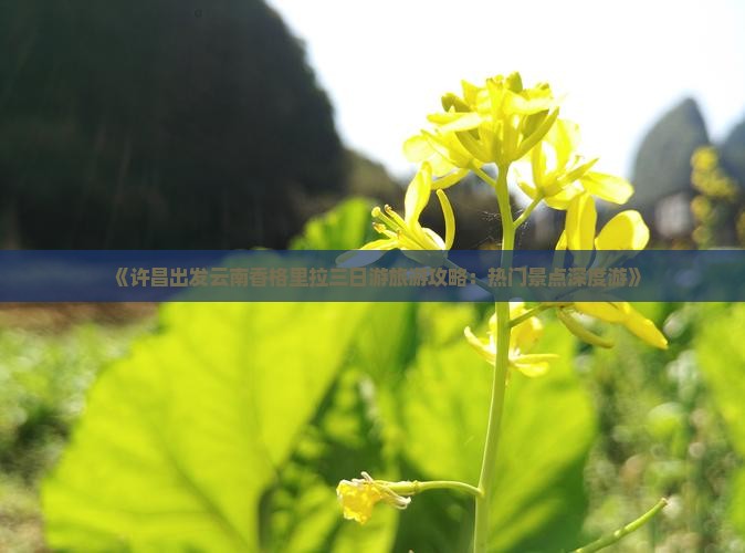 《许昌出发云南香格里拉三日游旅游攻略：热门景点深度游》