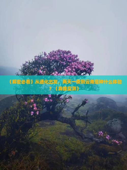 通化到云南二日游
