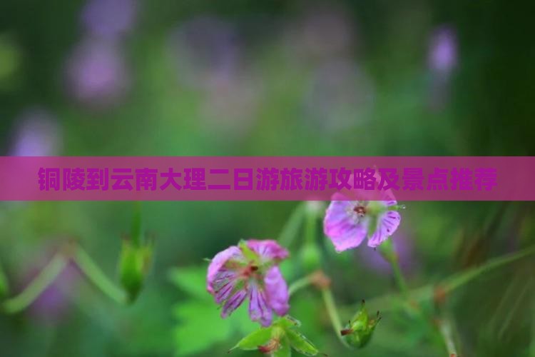 铜陵到云南大理二日游