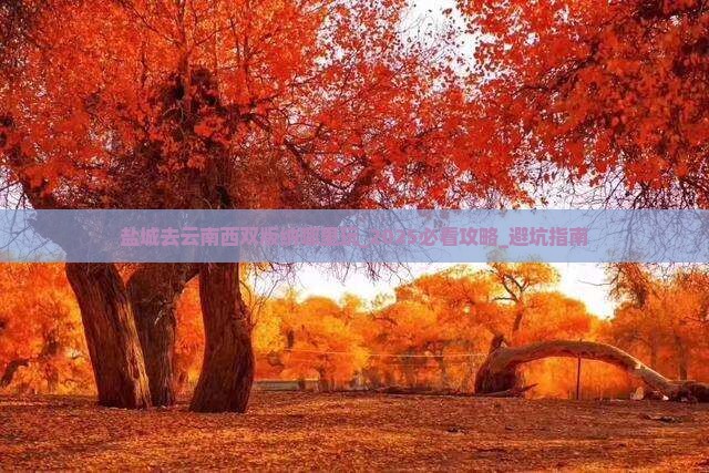 盐城去云南西双版纳哪里玩