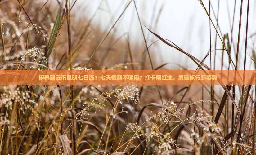 伊春到云南昆明七日游？七天假期不够用？打卡网红地，解锁旅行新姿势