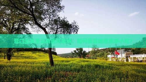营口出发至云南西双版纳，如何品尝地道旅游小吃？