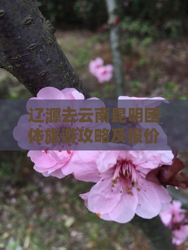 辽源去云南昆明团体旅游攻略及报价查询