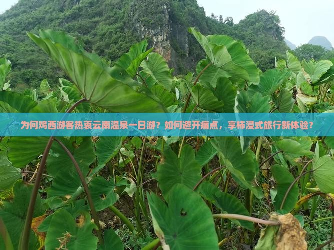 为何鸡西游客热衷云南温泉一日游？如何避开痛点，享柿浸式旅行新体验？