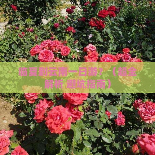 临夏到云南一日