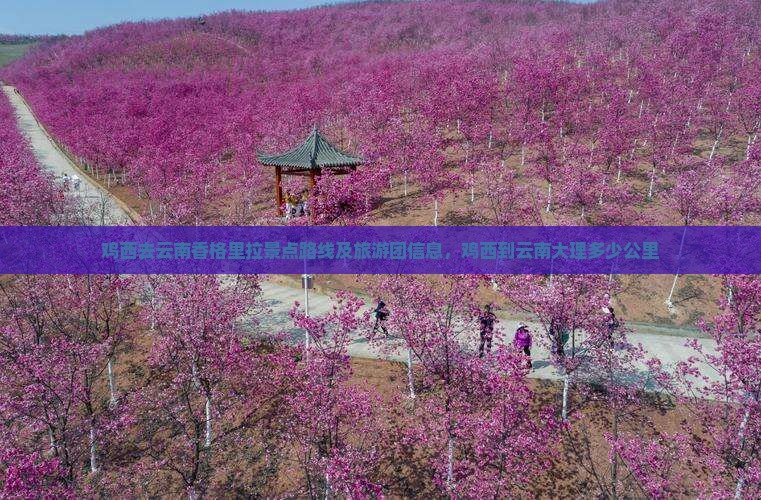 鸡西去云南香格里拉景点
