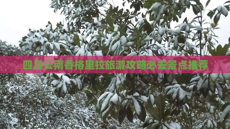 四月去云南香格里拉必去地