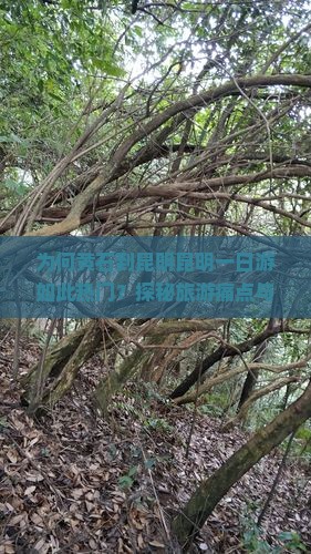 为何黄石到昆明昆明一日游如此热门？探秘旅游痛点与热词新词背后的原因！