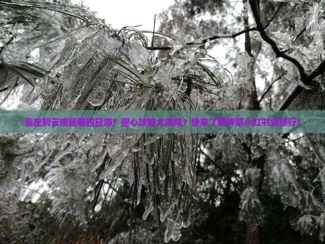 崇左到云南昆明四日游？担心攻略太麻烦？快来了解种草小红书式旅行！