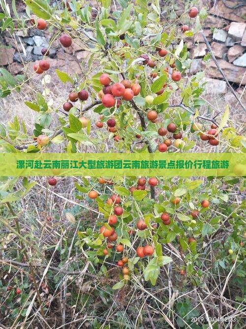 漯河去云南丽江大型旅游团