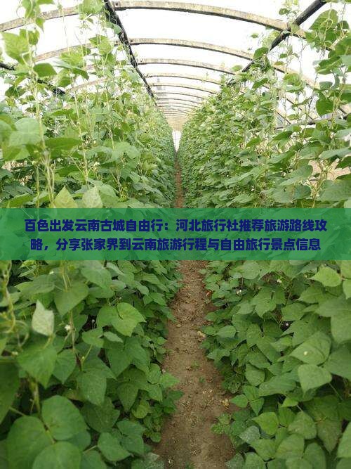 百色出发云南古城自由行：河北旅行社推荐旅游路线攻略，分享张家界到云南旅游行程与自由旅行景点信息