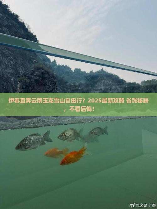 伊春去云南玉龙雪山自由团