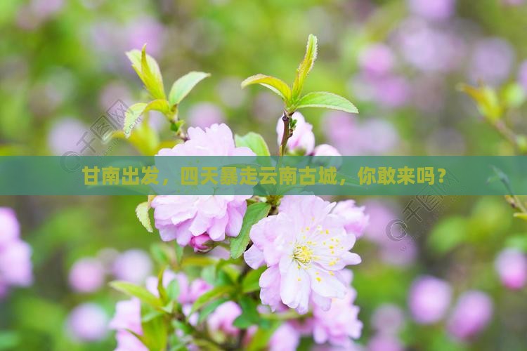 甘南到云南古城四日游