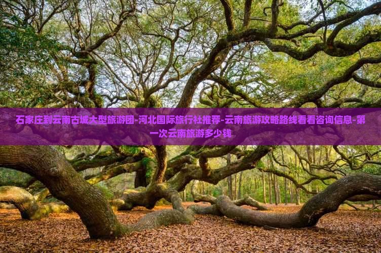 石家庄到云南古城大型旅游团-河北国际旅行社推荐-云南旅游攻略路线看看咨询信息-第一次云南旅游多少钱