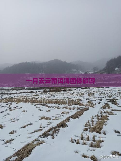 一月去云南洱海团体旅游
