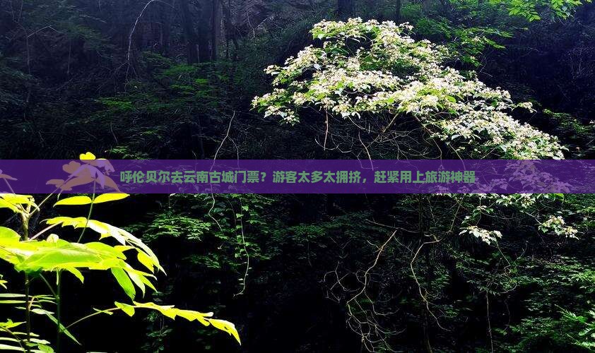 呼伦贝尔去云南古城门票？游客太多太拥挤，赶紧用上旅游神器
