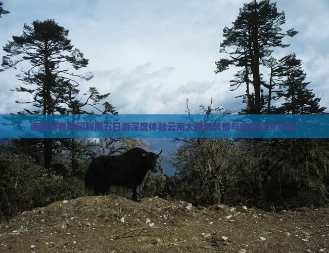 南阳游客如何利用五日游深度体验云南大理的风情与痛点解决方案？
