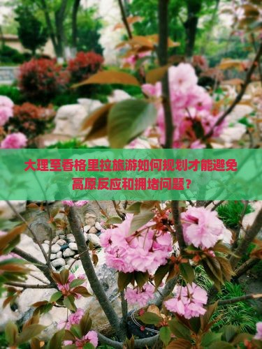 大理至香格里拉旅游如何规划才能避免高原反应和拥堵问题？