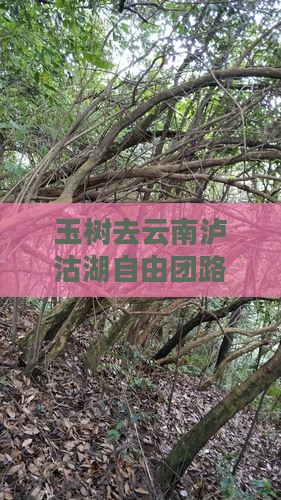 玉树去云南泸沽湖自由团路线规划