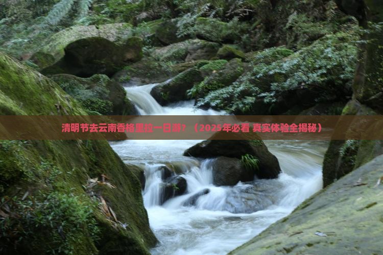 清明节去云南香格里拉一日