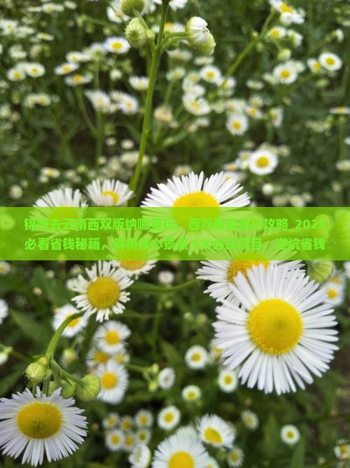 锦州去云南西双版纳哪里玩