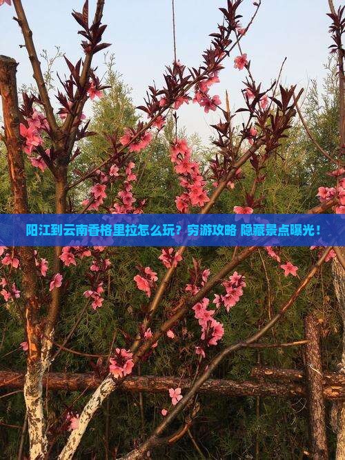 阳江到云南香格里拉景点