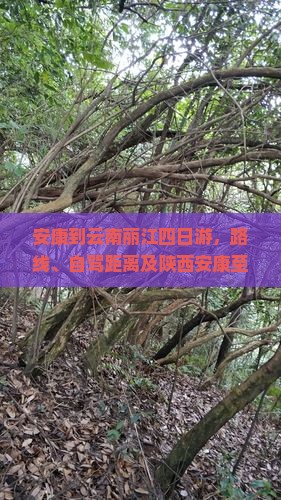 安康到云南丽江四日游
