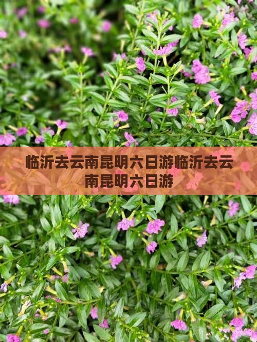 临沂去云南昆明六日游