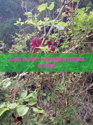 石家庄去云南个人游