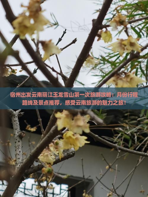 宿州出发云南丽江玉龙雪山第一次旅游攻略：月份行程路线及景点推荐，感受云南旅游的魅力之旅！