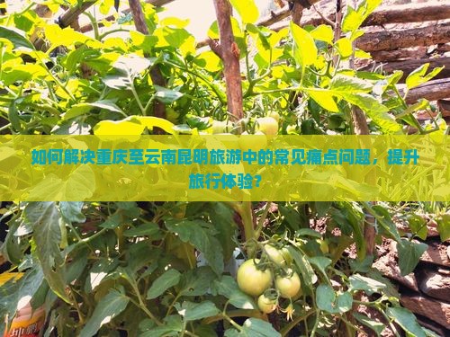 如何解决重庆至云南昆明旅游中的常见痛点问题，提升旅行体验？