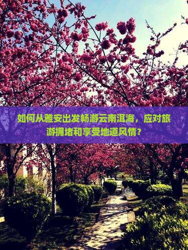 如何从雅安出发畅游云南洱海，应对旅游拥堵和享受地道风情？