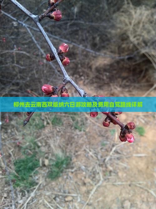 柳州去云南西双版纳六日游攻略及费用自驾路线详解