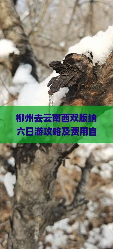 柳州去云南西双版纳六日游攻略及费用自驾路线详解