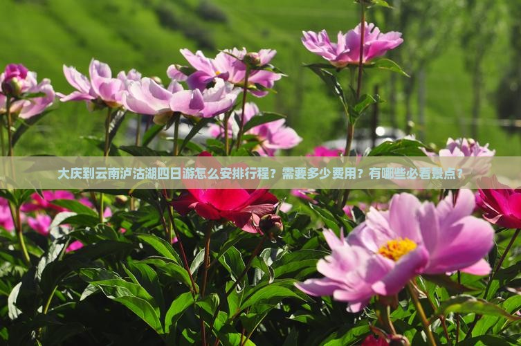 大庆到云南泸沽湖四日游怎么安排行程?需要多少费用?有哪些必看景点? 大庆到云南泸沽湖四日游怎么安排行程?需要多少费用?有哪些必看景点?
