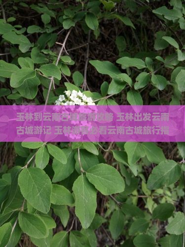 玉林到云南古城旅游 玉林到云南古城旅游