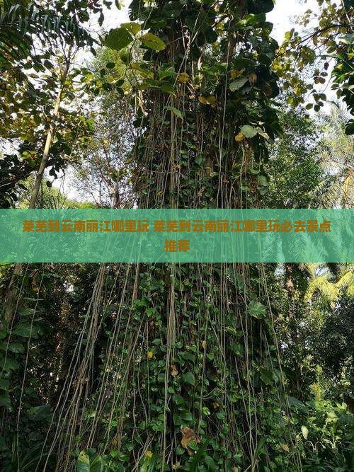 莱芜到云南丽江哪里玩