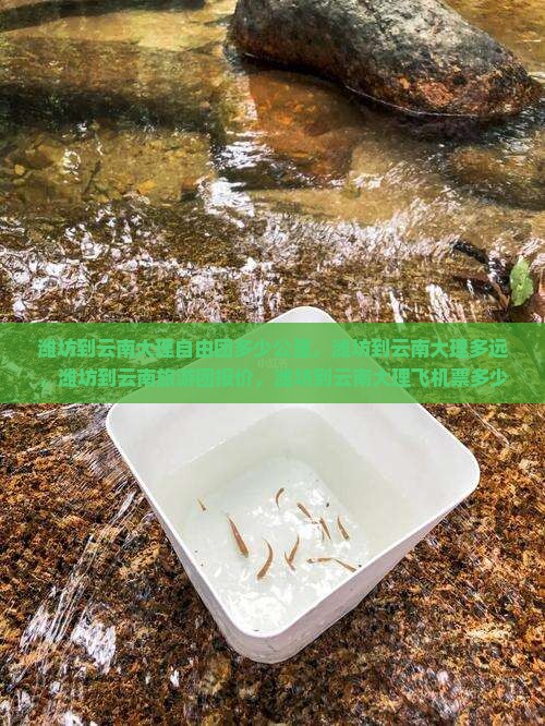潍坊到云南大理自由团