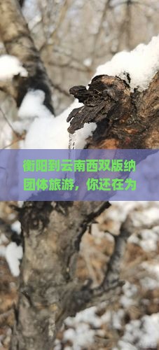 衡阳到云南西双版纳团体旅游
